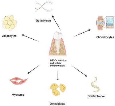 The potential roles of dental pulp stem cells in peripheral nerve regeneration